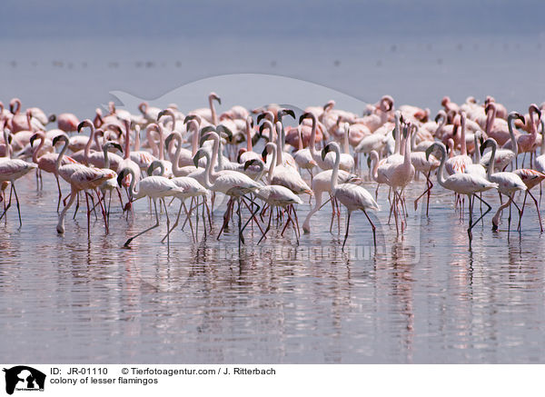 colonyof lesser flamingos / JR-01110